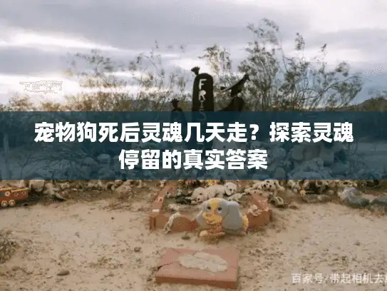宠物狗死后灵魂几天走？探索灵魂停留的真实答案