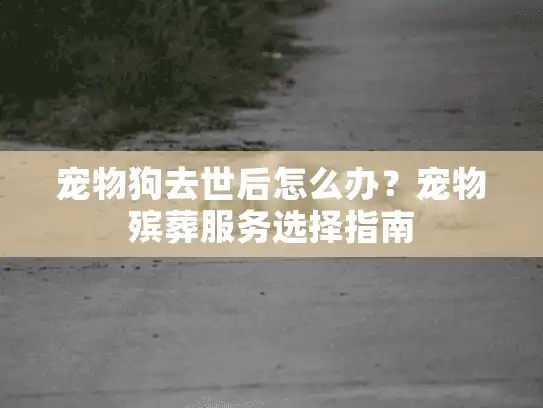 宠物狗去世后怎么办？宠物殡葬服务选择指南