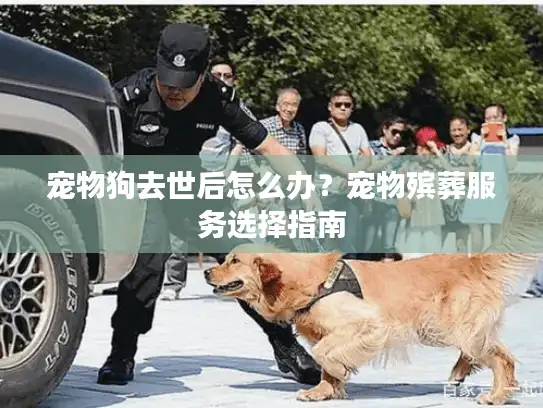 宠物狗去世后怎么办？宠物殡葬服务选择指南