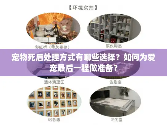 宠物死后处理方式有哪些选择？如何为爱宠最后一程做准备？