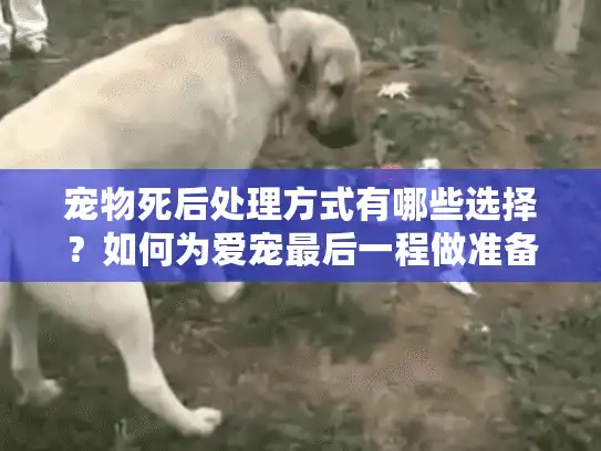 宠物死后处理方式有哪些选择？如何为爱宠最后一程做准备？