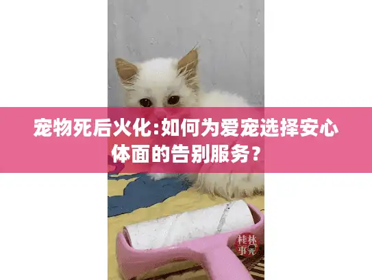 宠物死后火化:如何为爱宠选择安心体面的告别服务？