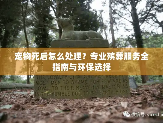 宠物死后怎么处理？专业殡葬服务全指南与环保选择