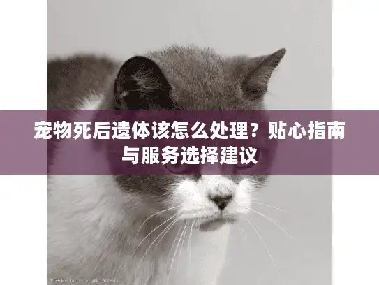 宠物死后遗体该怎么处理？贴心指南与服务选择建议