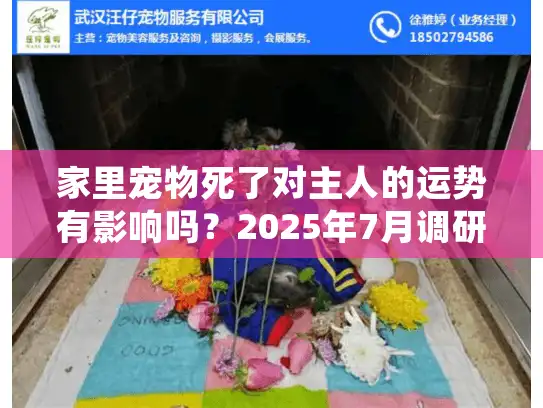 家里宠物死了对主人的运势有影响吗？2025年7月调研揭示惊人真相