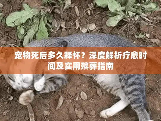 宠物死后多久释怀？深度解析疗愈时间及实用殡葬指南