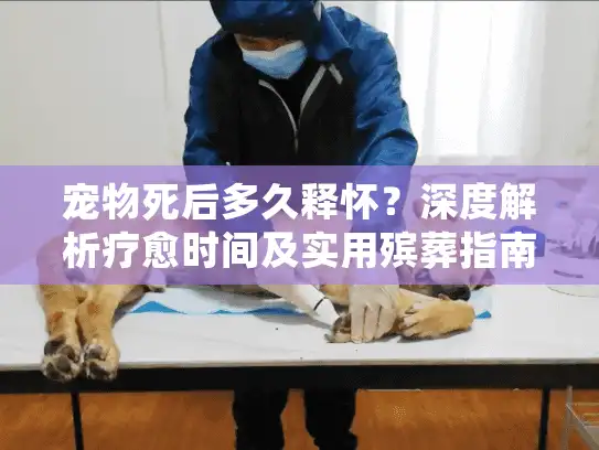 宠物死后多久释怀？深度解析疗愈时间及实用殡葬指南