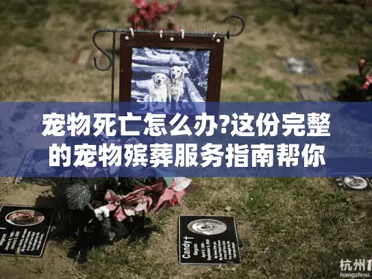 宠物死亡怎么办?这份完整的宠物殡葬服务指南帮你温柔告别