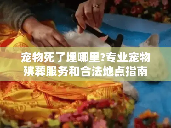 宠物死了埋哪里?专业宠物殡葬服务和合法地点指南