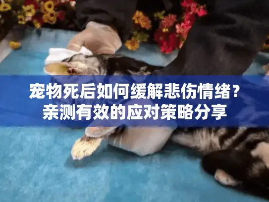 宠物死后如何缓解悲伤情绪？亲测有效的应对策略分享
