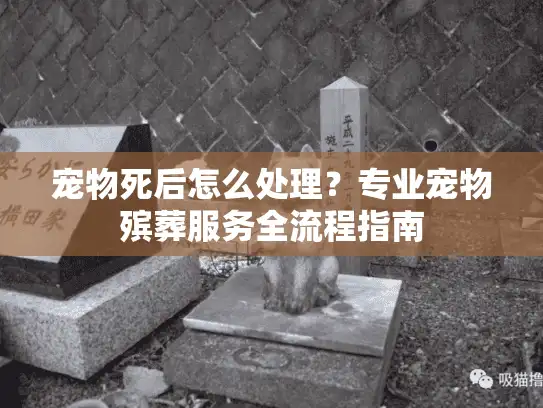 宠物死后怎么处理？专业宠物殡葬服务全流程指南