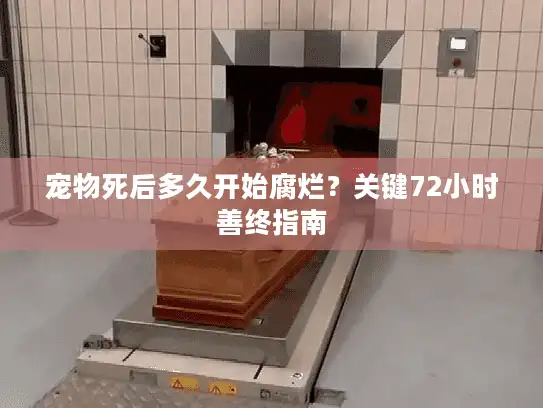 宠物死后多久开始腐烂？关键72小时善终指南