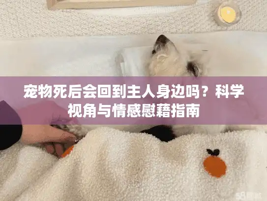 宠物死后会回到主人身边吗？科学视角与情感慰藉指南