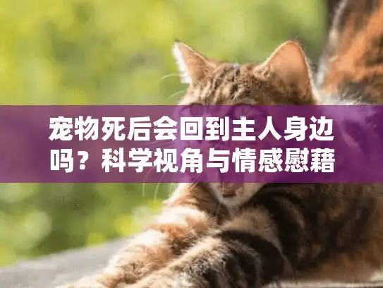 宠物死后会回到主人身边吗？科学视角与情感慰藉指南