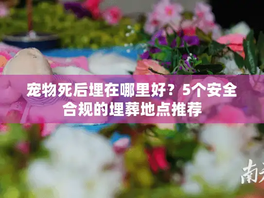 宠物死后埋在哪里好？5个安全合规的埋葬地点推荐
