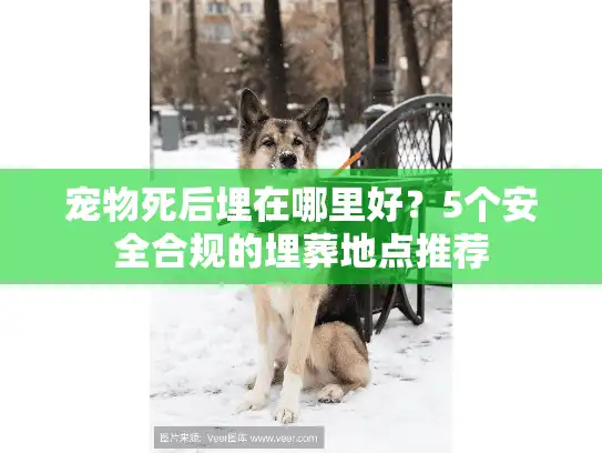 宠物死后埋在哪里好？5个安全合规的埋葬地点推荐