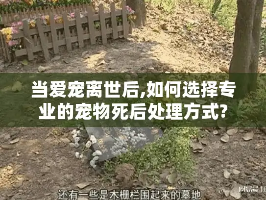 当爱宠离世后,如何选择专业的宠物死后处理方式?
