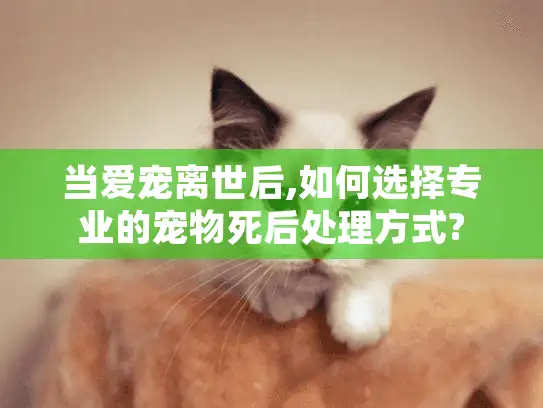 当爱宠离世后,如何选择专业的宠物死后处理方式?