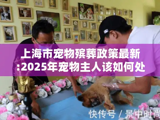 上海市宠物殡葬政策最新:2025年宠物主人该如何处理爱宠后事？