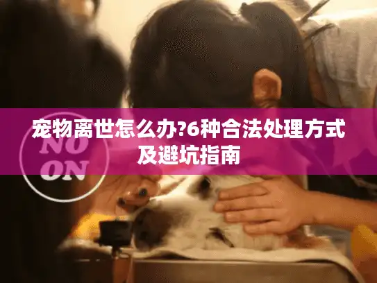 宠物离世怎么办?6种合法处理方式及避坑指南