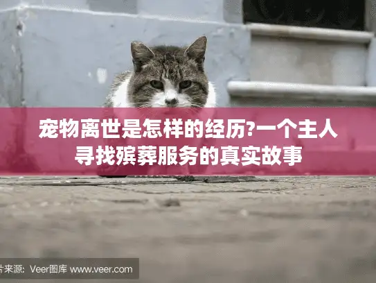 宠物离世是怎样的经历?一个主人寻找殡葬服务的真实故事