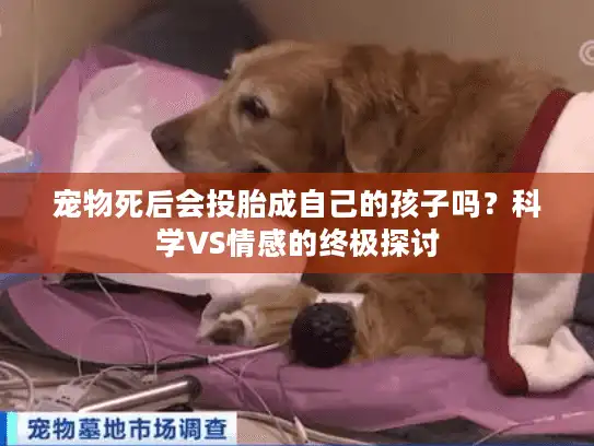 宠物死后会投胎成自己的孩子吗？科学VS情感的终极探讨