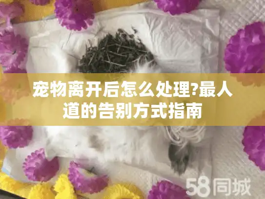 宠物离开后怎么处理?最人道的告别方式指南