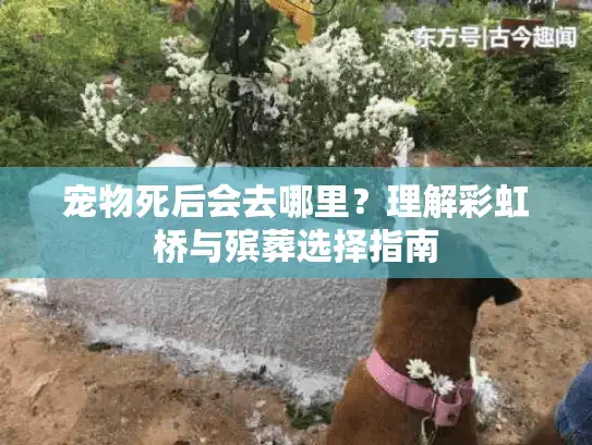 宠物死后会去哪里？理解彩虹桥与殡葬选择指南