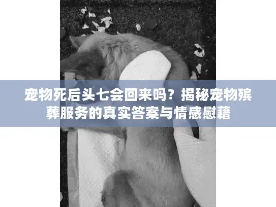 宠物死后头七会回来吗？揭秘宠物殡葬服务的真实答案与情感慰藉