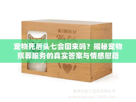 宠物死后头七会回来吗？揭秘宠物殡葬服务的真实答案与情感慰藉