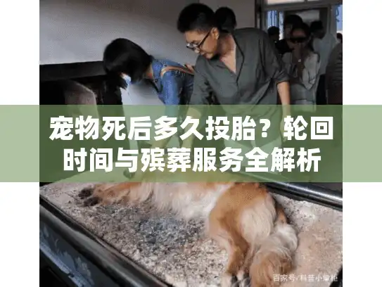 宠物死后多久投胎？轮回时间与殡葬服务全解析