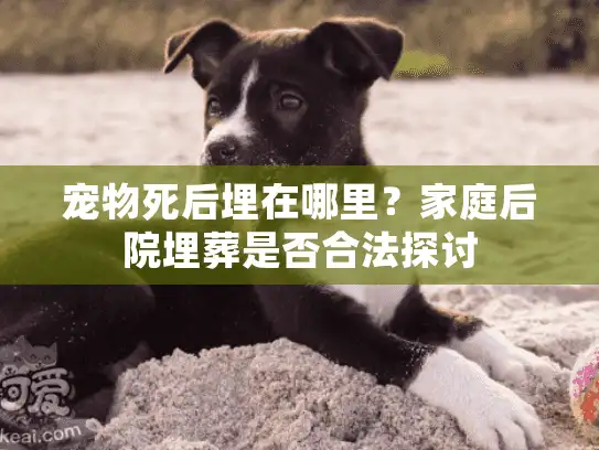 宠物死后埋在哪里？家庭后院埋葬是否合法探讨