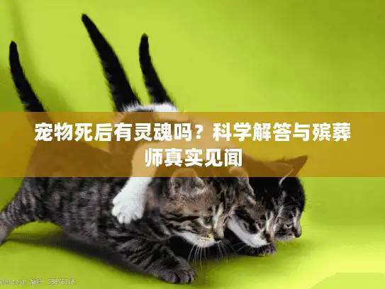宠物死后有灵魂吗？科学解答与殡葬师真实见闻