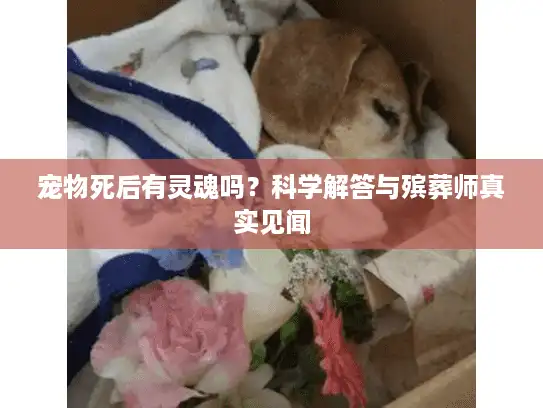 宠物死后有灵魂吗？科学解答与殡葬师真实见闻