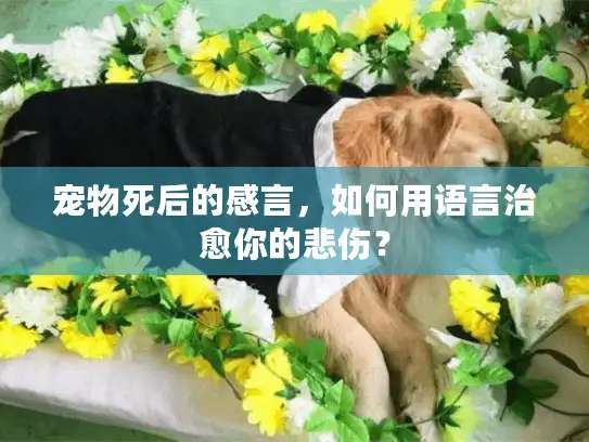 宠物死后的感言，如何用语言治愈你的悲伤？