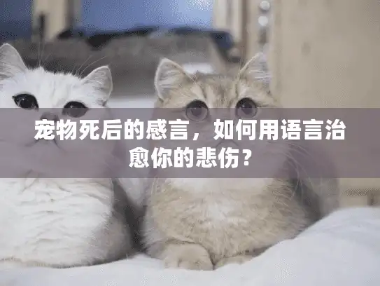 宠物死后的感言，如何用语言治愈你的悲伤？