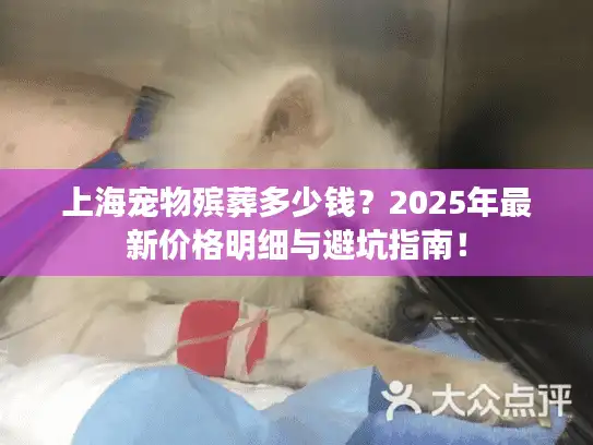 上海宠物殡葬多少钱？2025年最新价格明细与避坑指南！