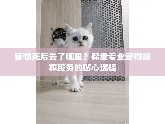 宠物死后去了哪里？探索专业宠物殡葬服务的贴心选择