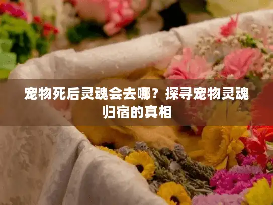 宠物死后灵魂会去哪？探寻宠物灵魂归宿的真相