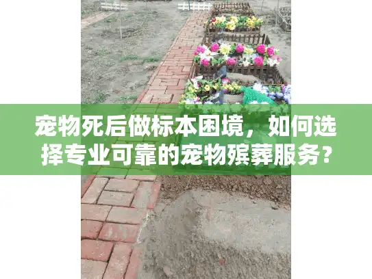 宠物死后做标本困境，如何选择专业可靠的宠物殡葬服务？
