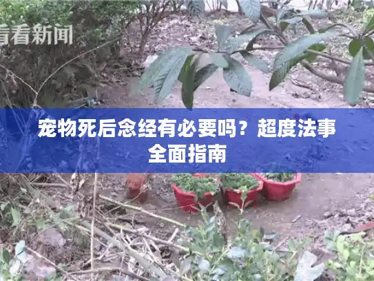 宠物死后念经有必要吗？超度法事全面指南
