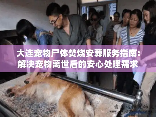 大连宠物尸体焚烧安葬服务指南:解决宠物离世后的安心处理需求