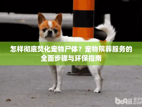 怎样彻底焚化宠物尸体？宠物殡葬服务的全面步骤与环保指南