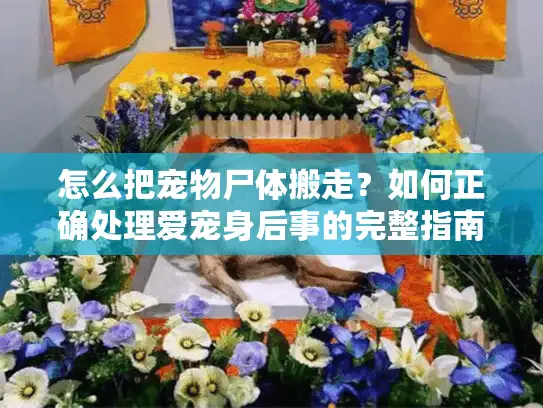 怎么把宠物尸体搬走？如何正确处理爱宠身后事的完整指南