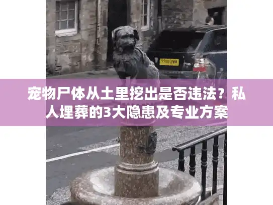 宠物尸体从土里挖出是否违法？私人埋葬的3大隐患及专业方案