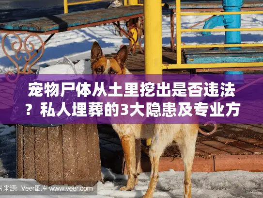 宠物尸体从土里挖出是否违法？私人埋葬的3大隐患及专业方案