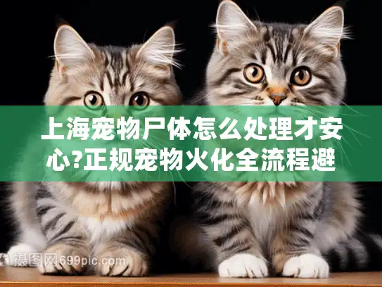 上海宠物尸体怎么处理才安心?正规宠物火化全流程避坑指南