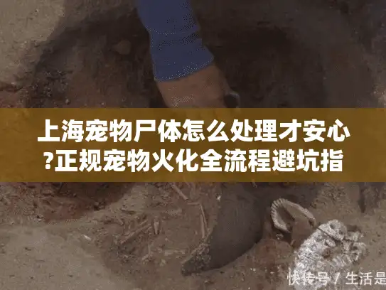 上海宠物尸体怎么处理才安心?正规宠物火化全流程避坑指南