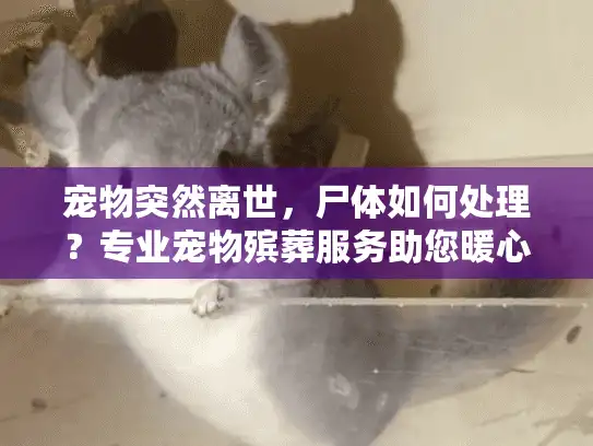 宠物突然离世，尸体如何处理？专业宠物殡葬服务助您暖心告别