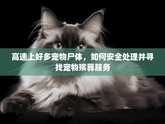 高速上好多宠物尸体，如何安全处理并寻找宠物殡葬服务